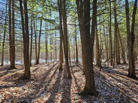 Phillips, WI Vacant Wooded Land
