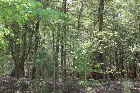 Wooded Lot with Water Availability