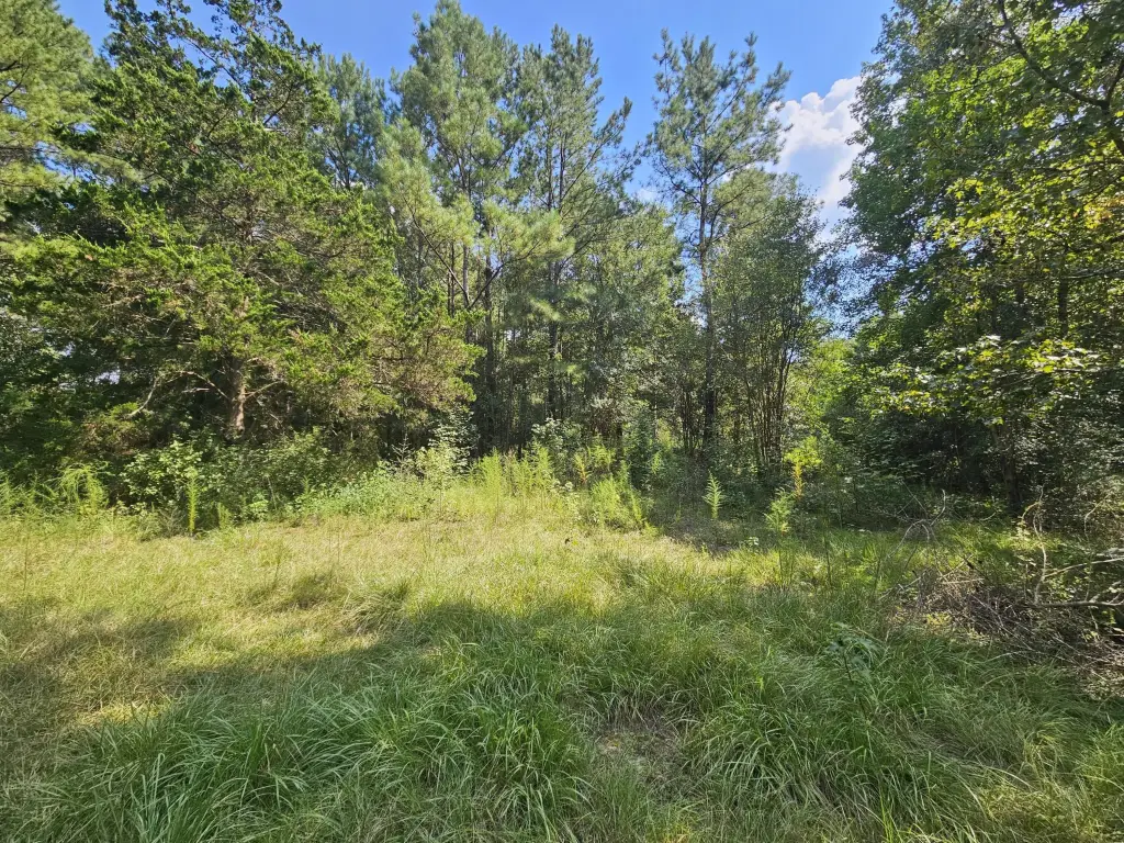 Picture 5