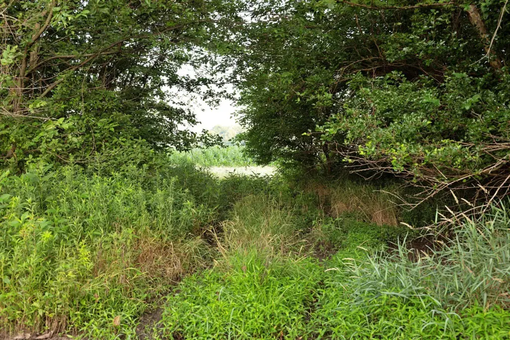 Picture 61