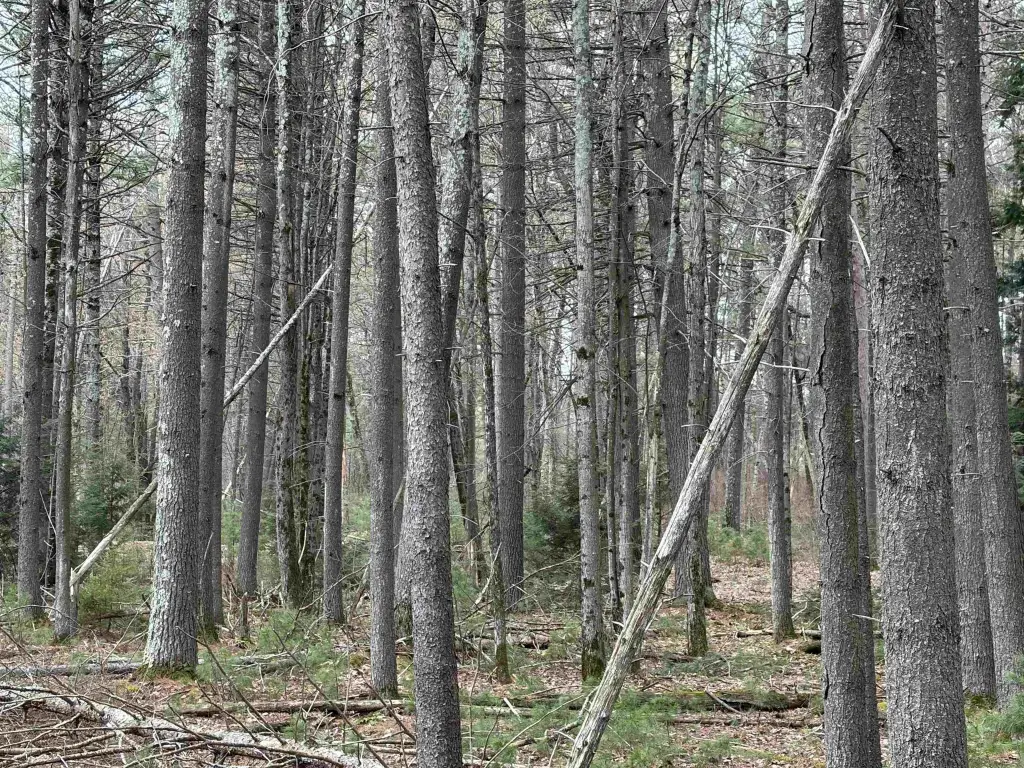 Picture 9