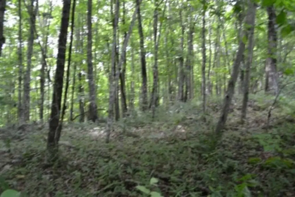 Picture 31