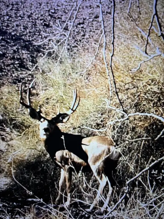 Picture 29