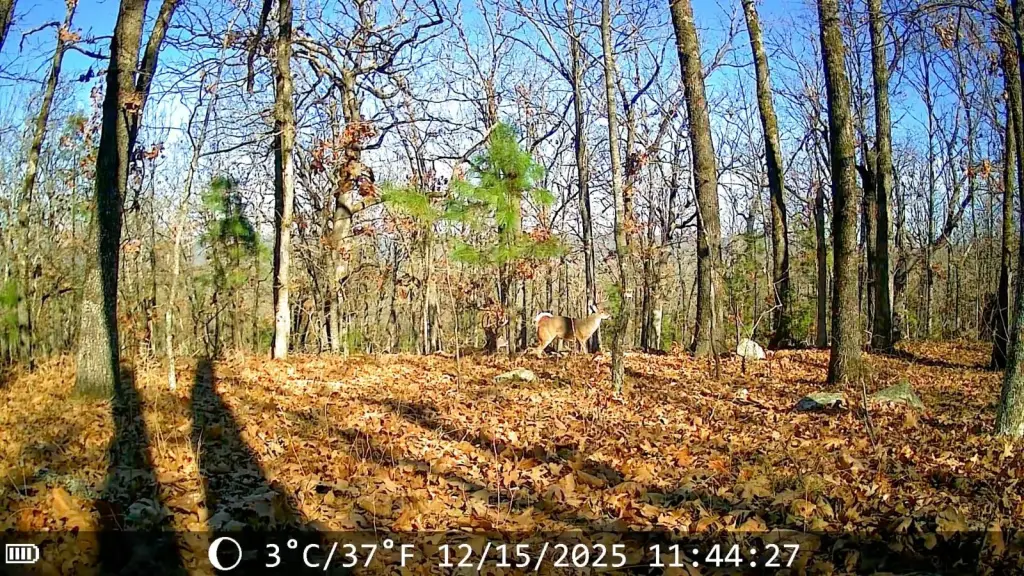 Picture 18