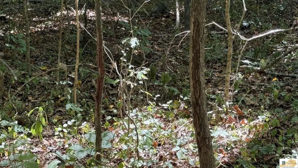 Picture 4
