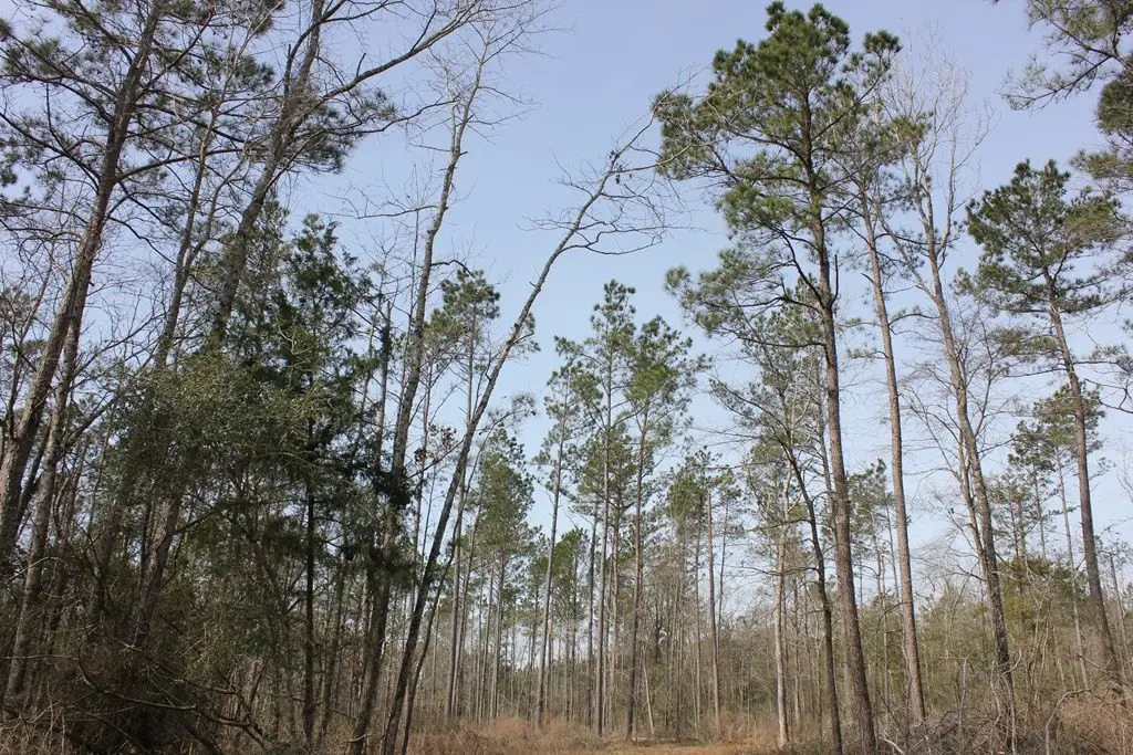 Picture 9