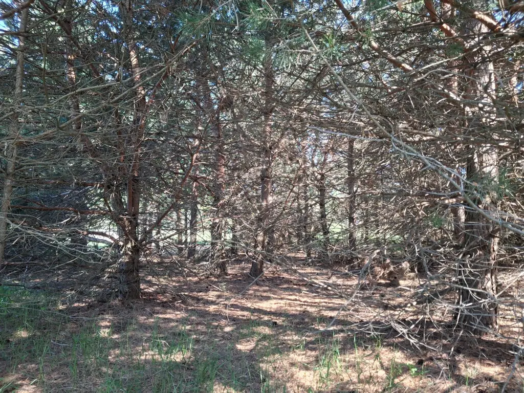 Picture 8