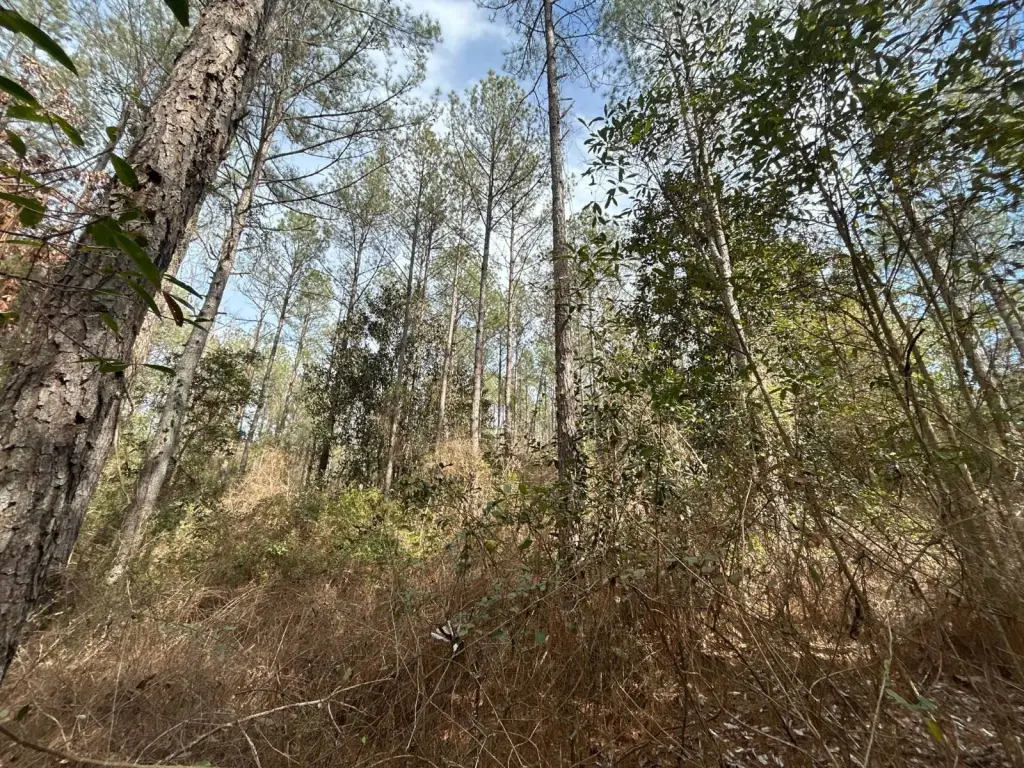 Picture 48