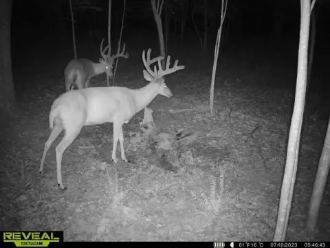 Lucasville Wooded Acreage with Utilities