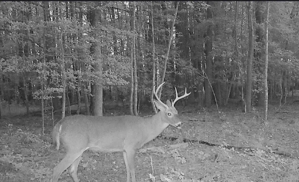 Picture 4