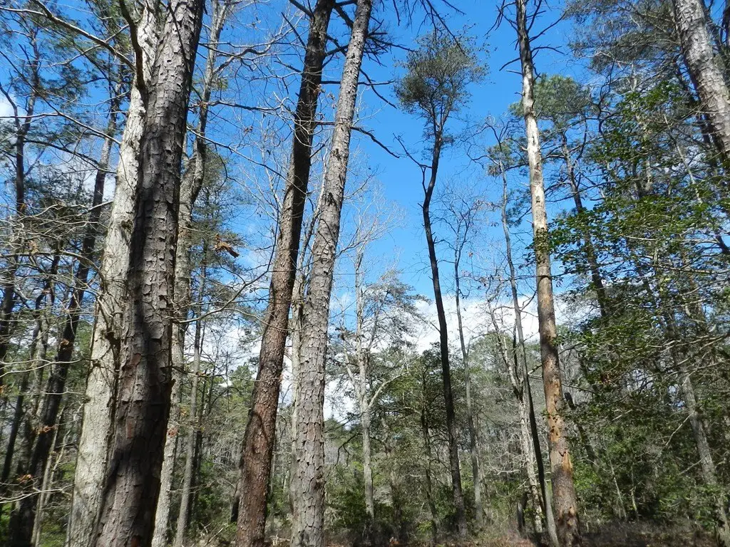 Picture 8