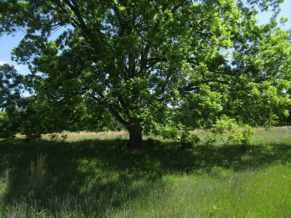 Picture 53