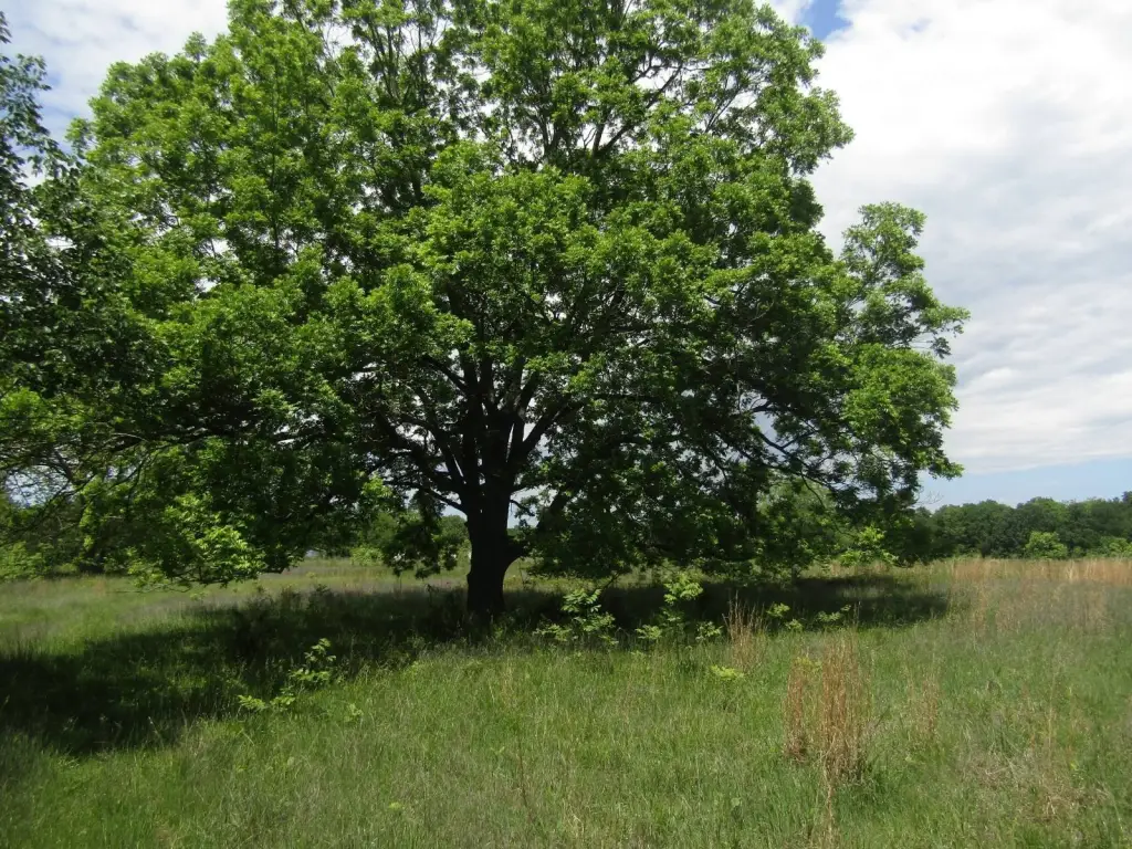 Picture 39