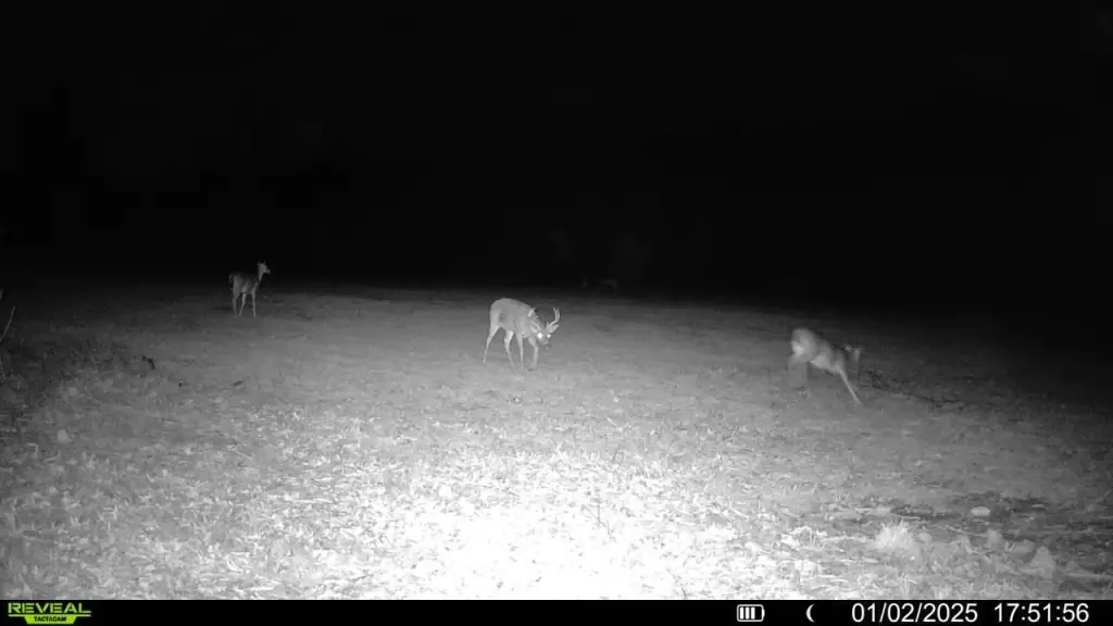 Picture 21