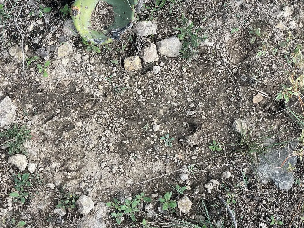 Picture 11