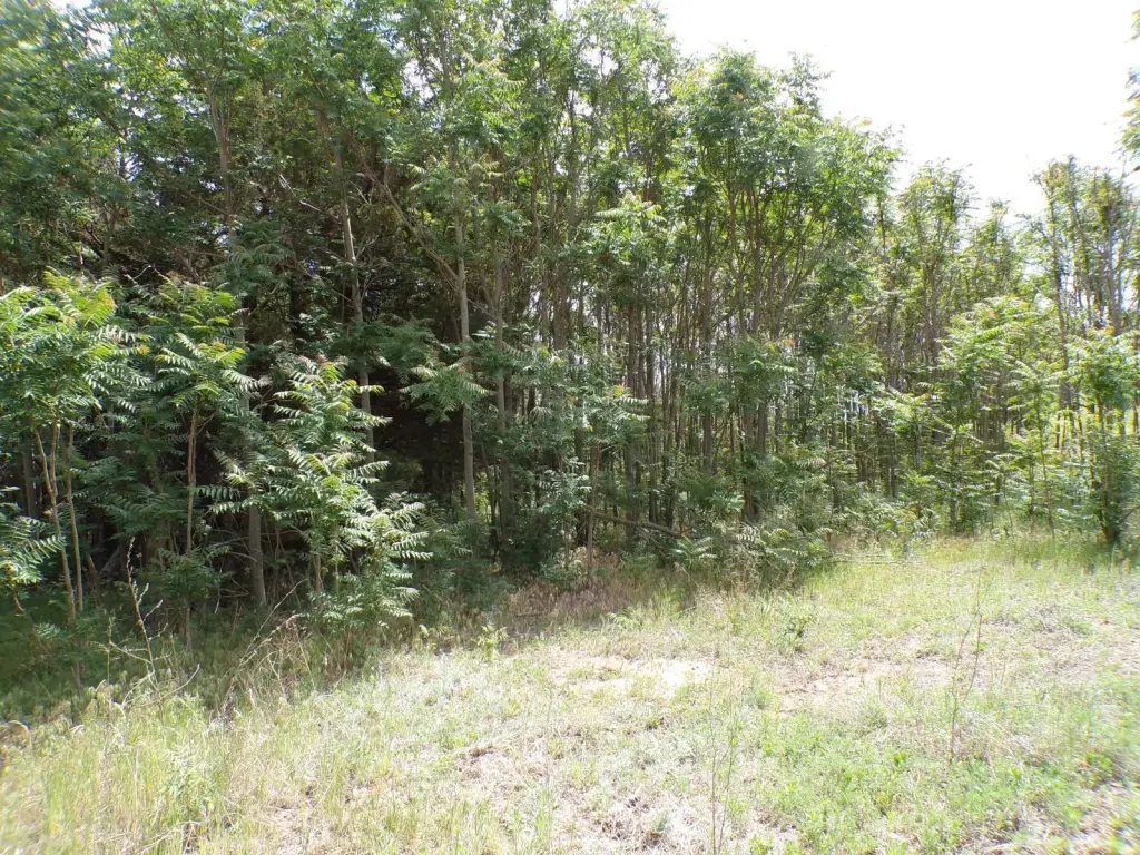 Picture 41