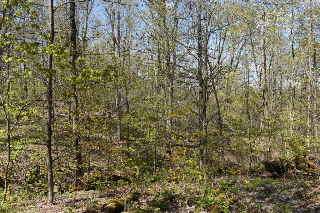 Picture 27