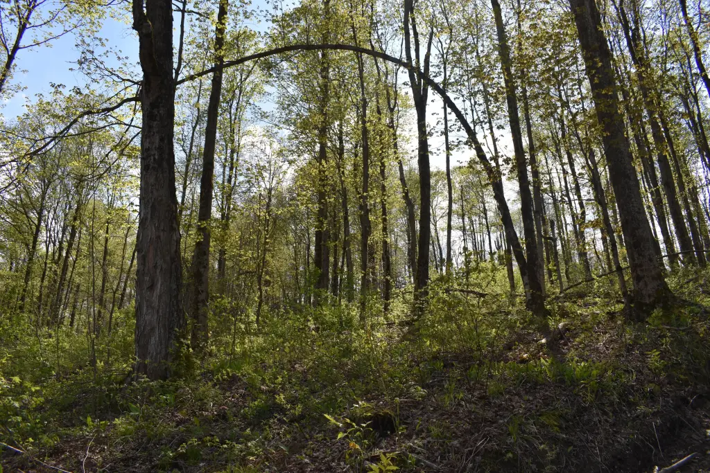 Picture 15