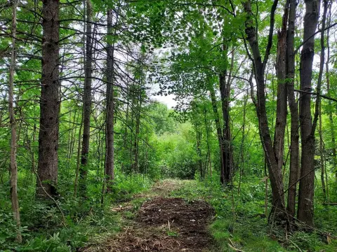 Catawba, WI Wooded Land