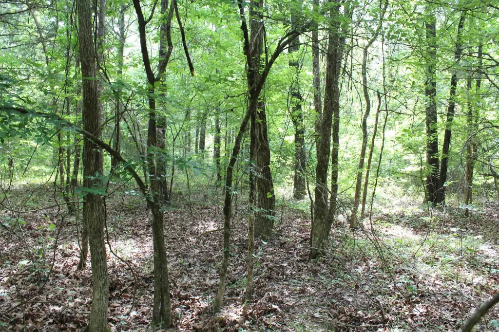 Picture 29