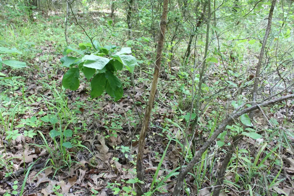Picture 14