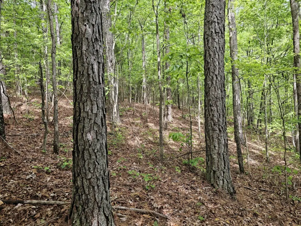 Picture 15
