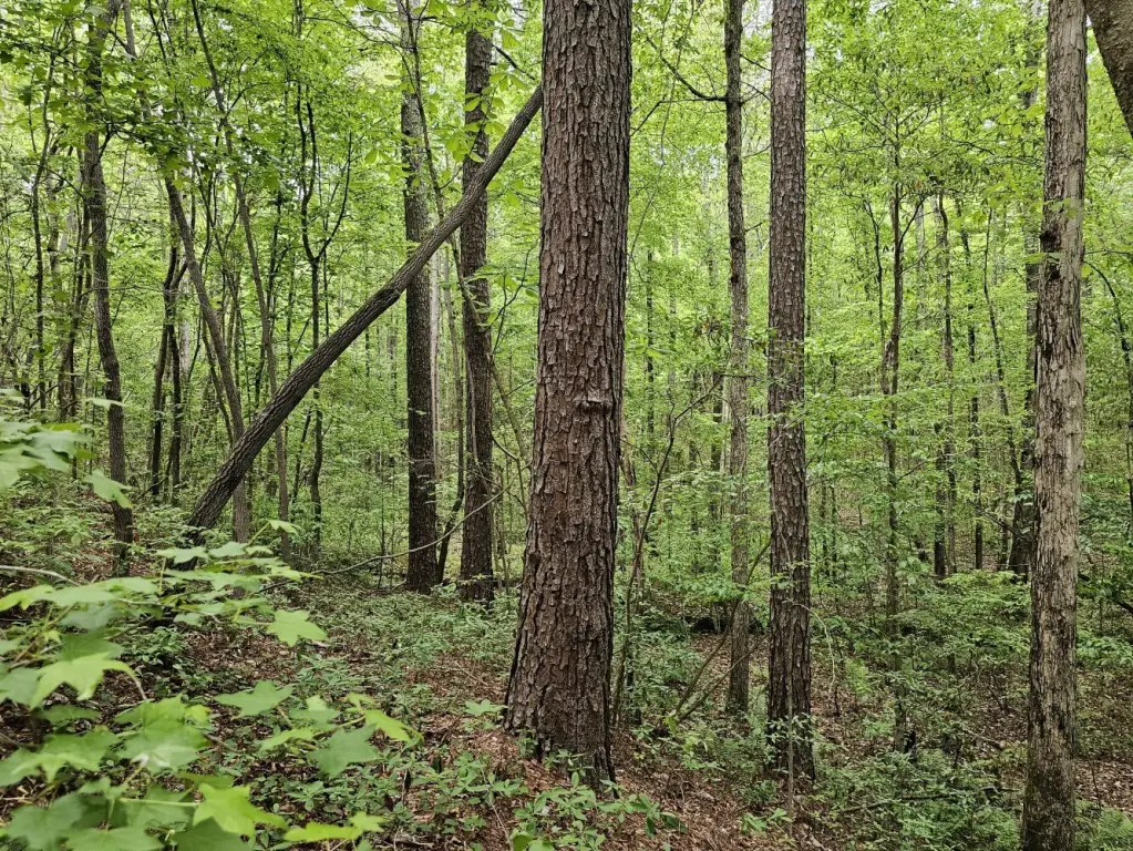 Picture 36