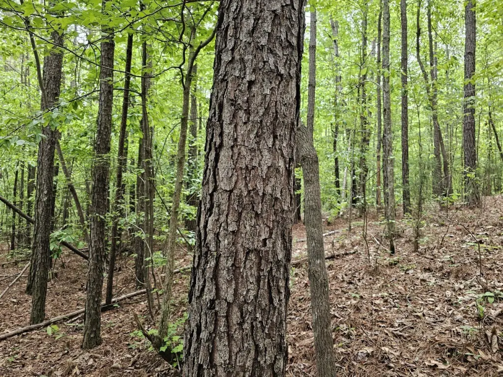 Picture 38