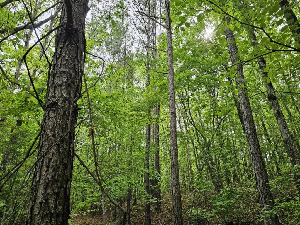 Picture 39