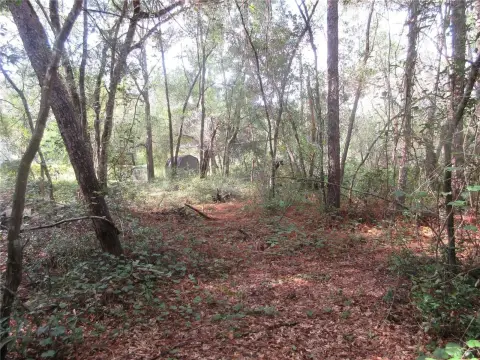 Wooded Lot Near Ocala Forest