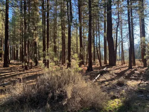 Wooded Lot Near Portola