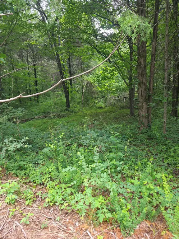 Picture 5