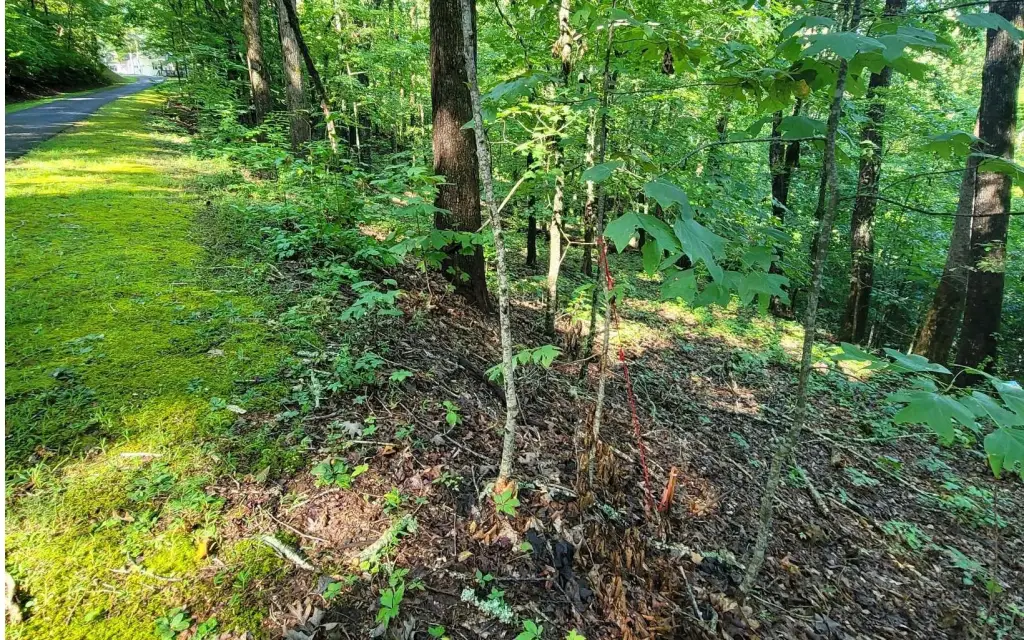 Picture 8