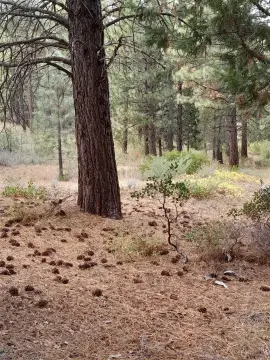 Secluded Acreage in Tranquil Setting