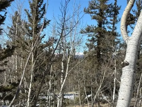 Treed Land in Indian Mountain