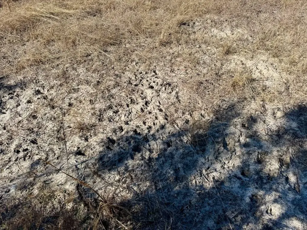 Picture 24