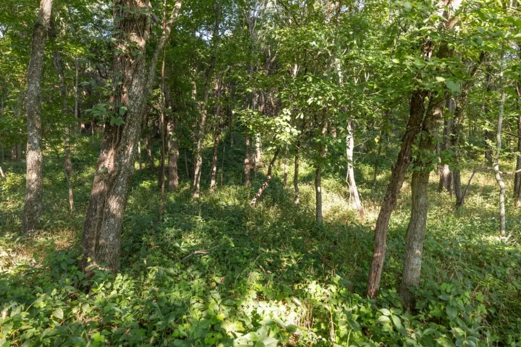 Picture 9