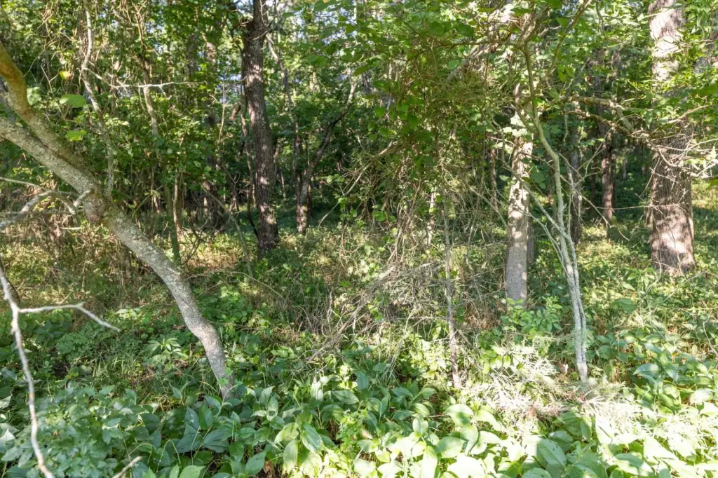 Picture 8