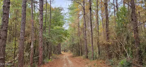 Poplarville, MS Wooded Land