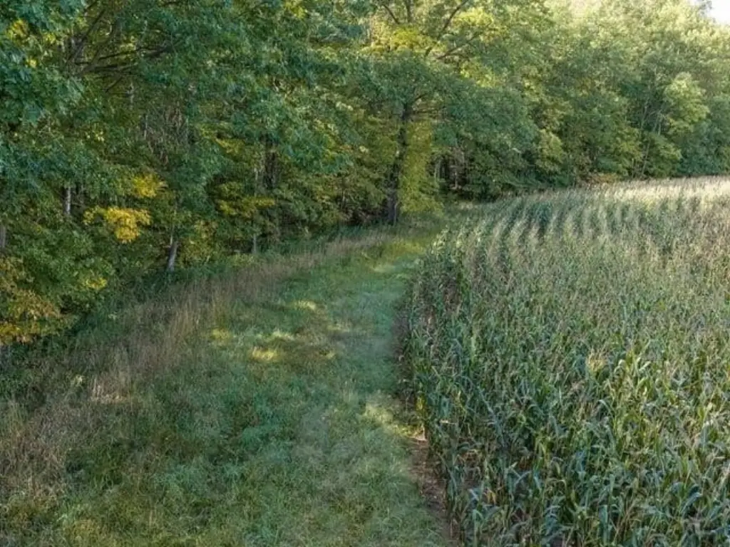 Picture 31