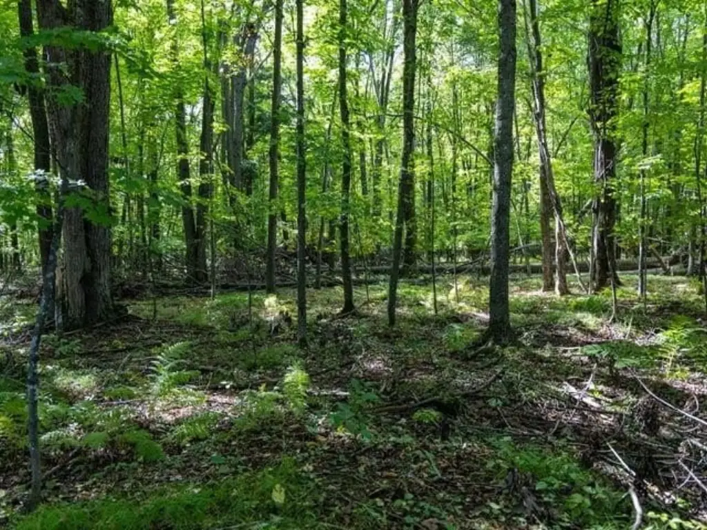 Picture 8
