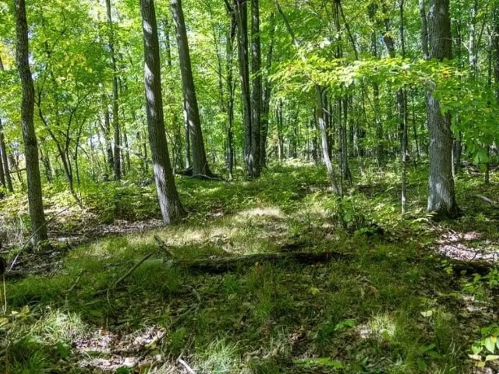Picture 45