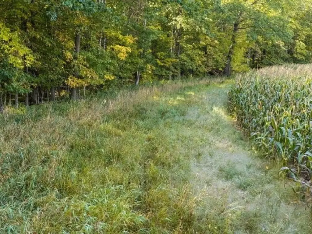 Picture 36