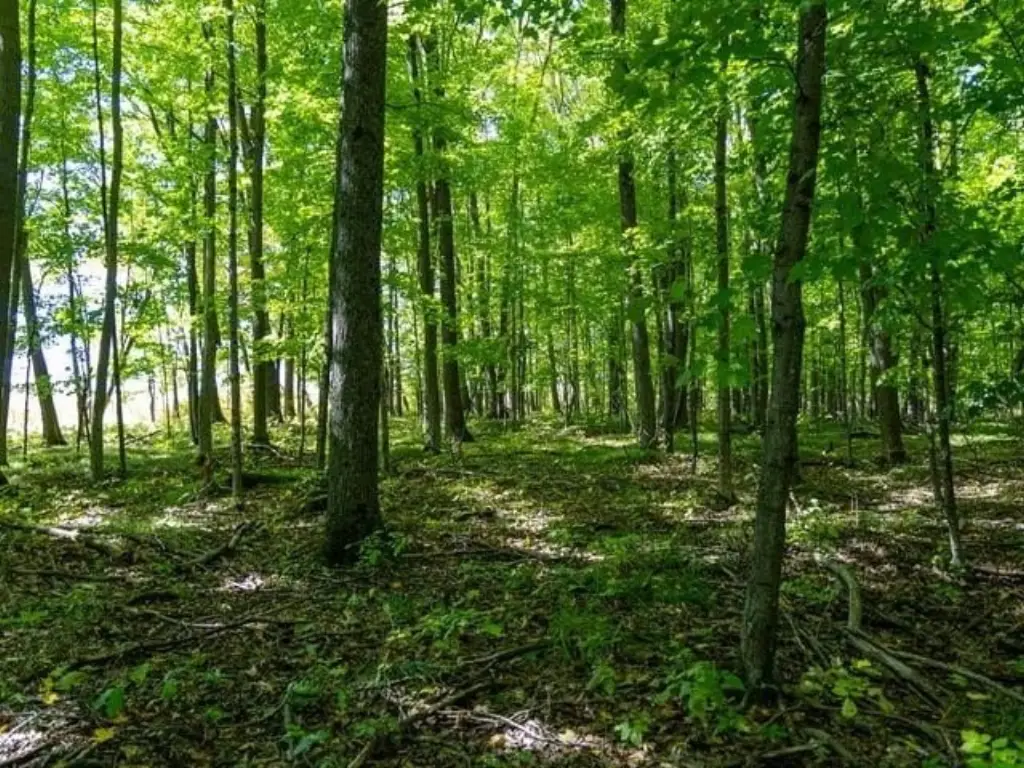 Picture 41