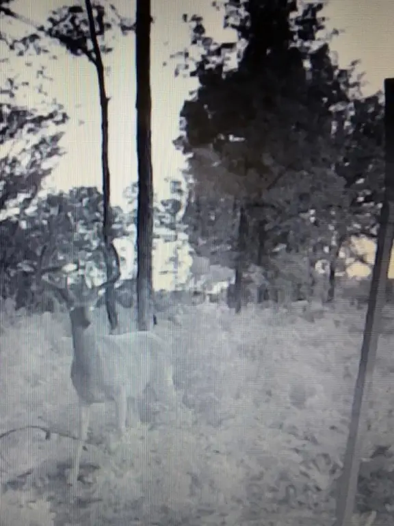 Picture 5