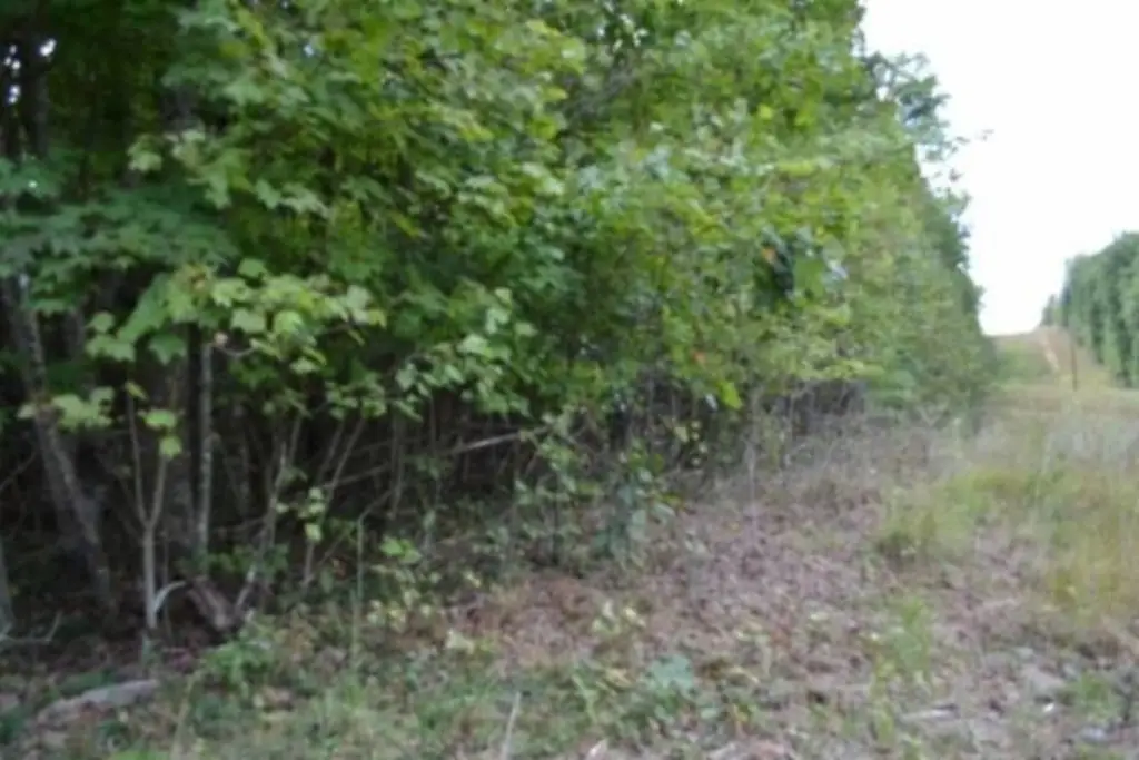 Picture 11