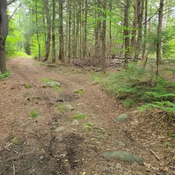 Wooded Recreation Land