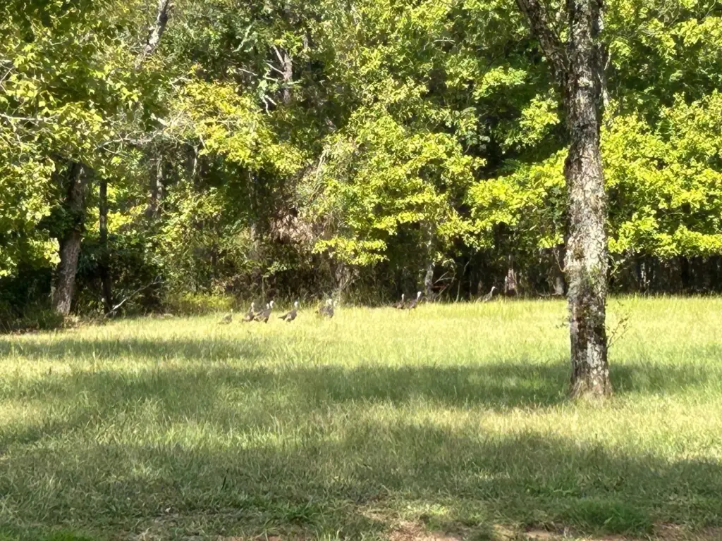 Picture 5