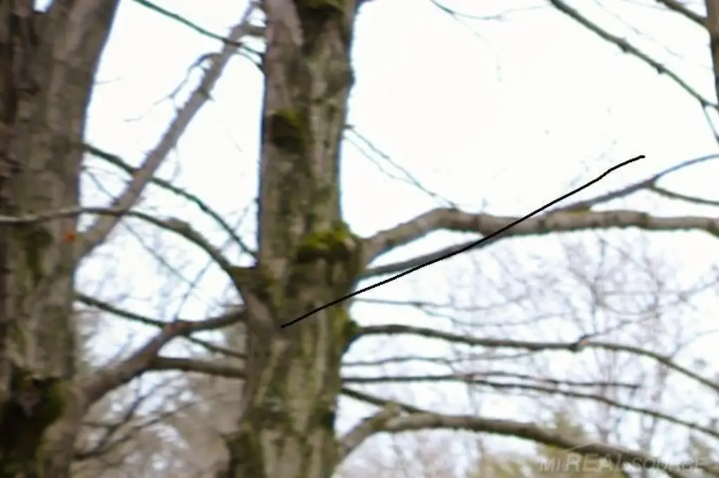Picture 18