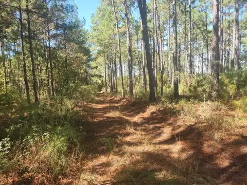 Land with Timber and Ponds